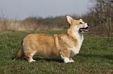 CORGI PEMBROKE 897